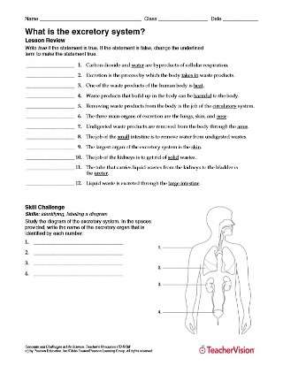 Review Activity for Human Excretory System