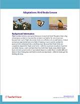 Bird Beaks Background Info Cover Image
