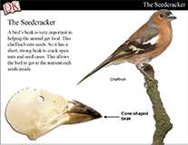 Bird Beaks Cover Image