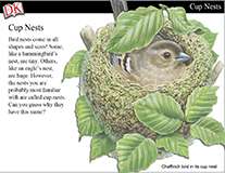 Building Nests Cover Image