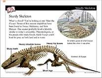 Fossils Mini-Lesson Cover Image