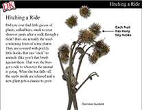 Seed Dispersal Cover Image