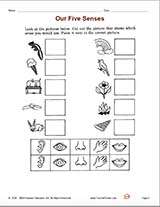 Five Senses