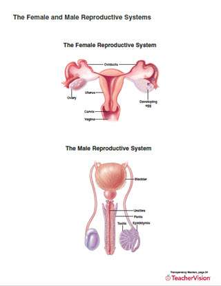 Full-color printable for human reproductive system