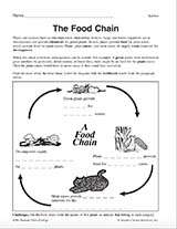 Food Chain Diagram