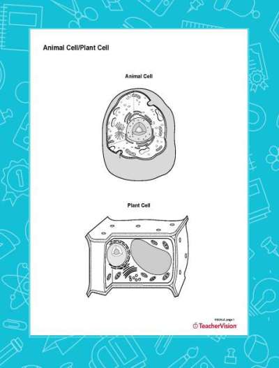 Blank Printable Diagram of Animal and Plant Cell Structure
