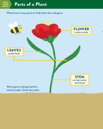 TinkerActive Science Activity Lesson: Parts of a Plant (Grade K)