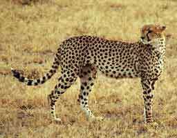 cheetah