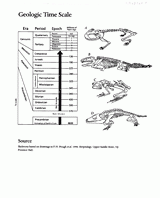 Geologic Time Scale and Reptile Skeletal Figures