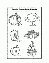 Seeds Grow into Plants