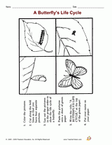 Cycle of Life - Butterfly Printable (1st - 2nd Grade) - TeacherVision