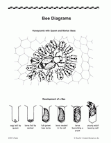 Bee Diagrams