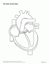 The Parts of the Heart (Blank) Printable