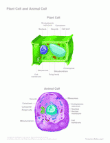 The Parts of a Plant Cell and an Animal Cell
