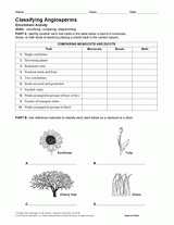 Activity: Classifying Angiosperms