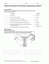 What Are the Parts of the Female Reproductive System?