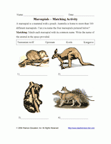 Marsupials &#150; Matching Activity