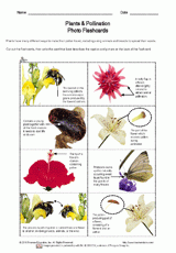 Plants & Pollination Vocab & Photo Flashcards