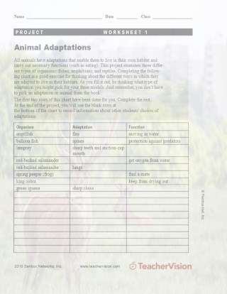 Animal Adaptations Activity