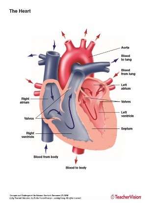 Full color labeled anatomy diagram of the human heart