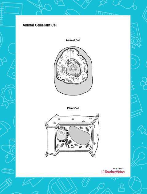 Blank Printable Diagram of Animal and Plant Cell Structure