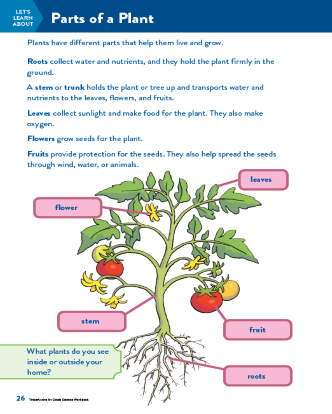 TinkerActive Science Activity Lesson: Parts of a Plant (Grade 1)