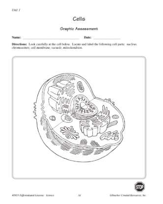 Parts of a Cell Labeling Assessment Worksheet for 5th Grade Science
