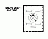 Insects Bulletin Board Example