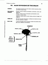Main Divisions of the Brain