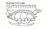 Measuring Turtle Length and Age