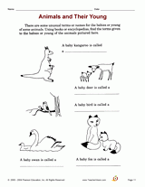 Animals and Their Young