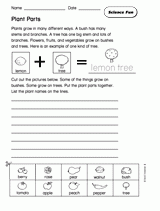 Science Fun: Plant Parts