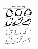 Bulb Matching