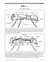 Body Parts of an Ant