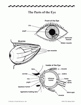The Parts of the Eye