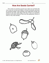 How Are Seeds Carried?