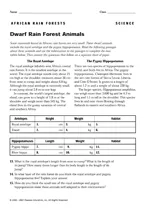 Dwarf Rain Forest Animals