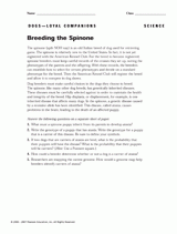 Breeding the Spinone