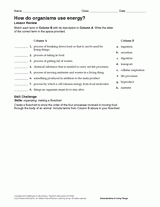 How Do Organisms Use Energy?