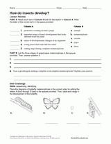 How Do Insects Develop?