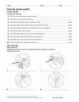 How Do Joints Work?