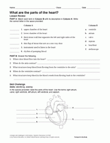 What Are the Parts of the Heart?