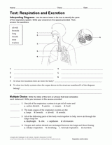Life Science Test: Respiration and Excretion