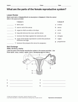 What Are the Parts of the Female Reproductive System? Human Body Printable  (6th-12th Grade) - TeacherVision