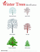 Winter Trees Tree Identification Handout