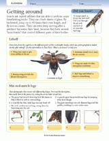 Insect Activities: Getting Around