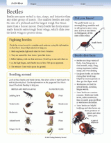 Beetles