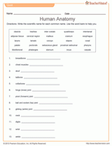 Anatomy Quiz - Grade 8