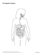 The Digestive System (Blank) Printable - TeacherVision